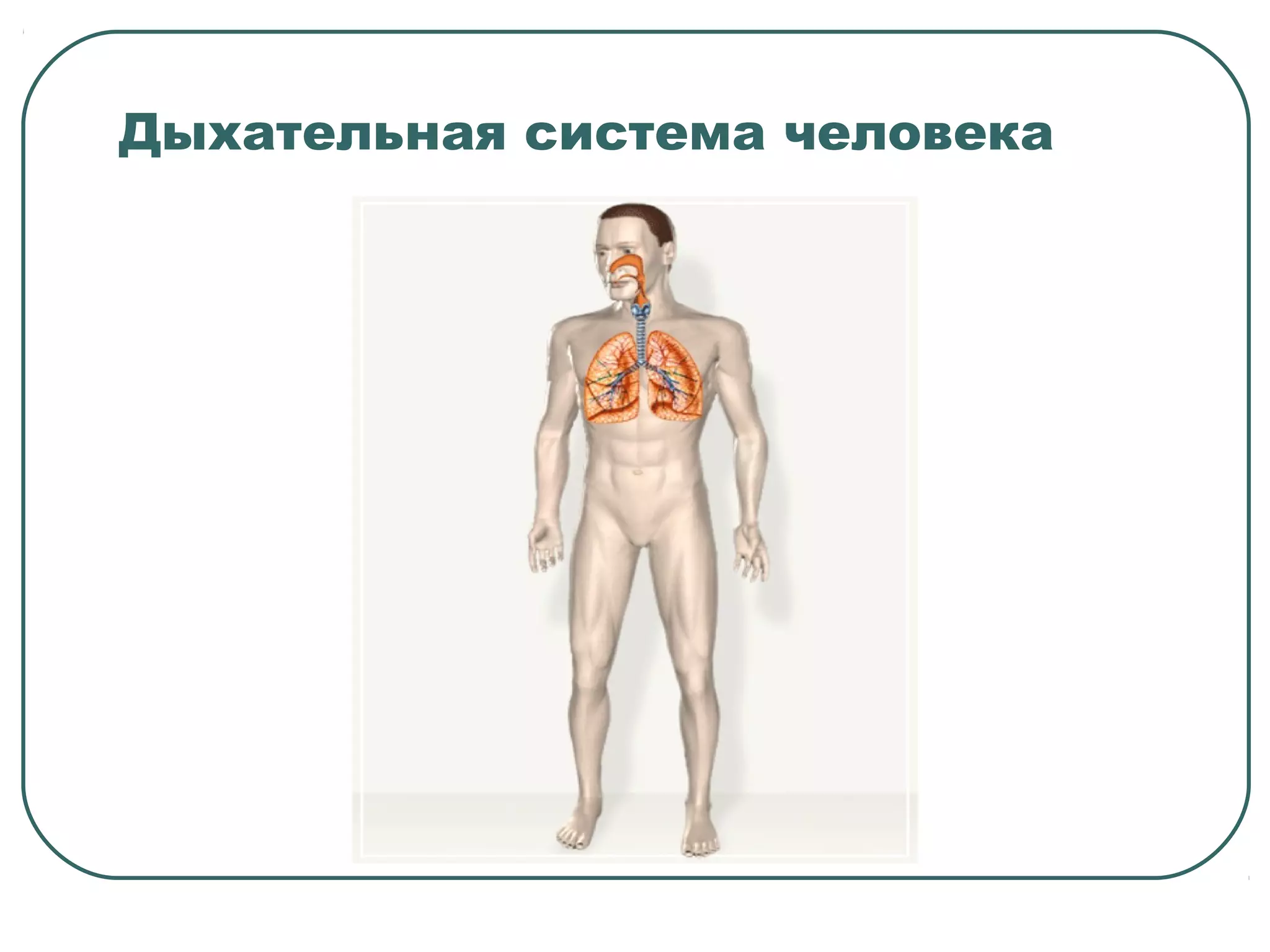 Дыхательная система человека
 