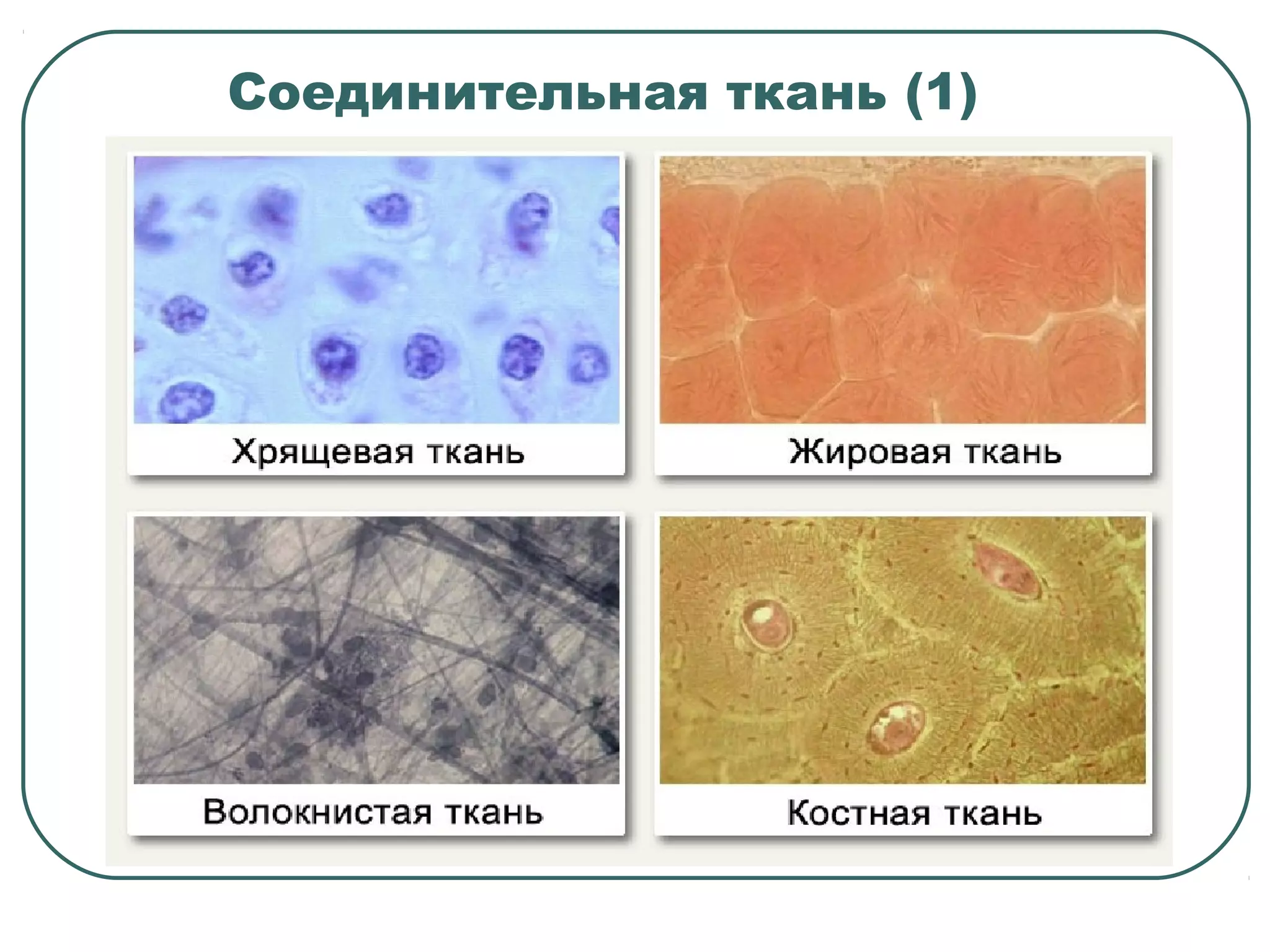 Соединительная ткань (1)
 