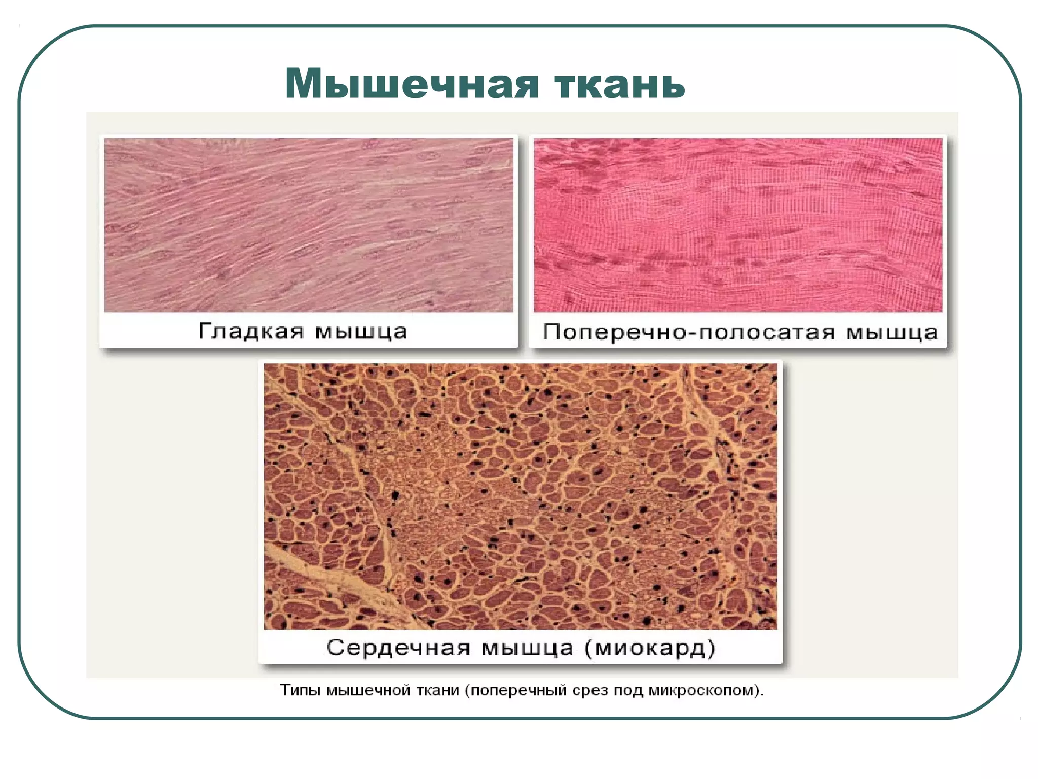 Мышечная ткань
 