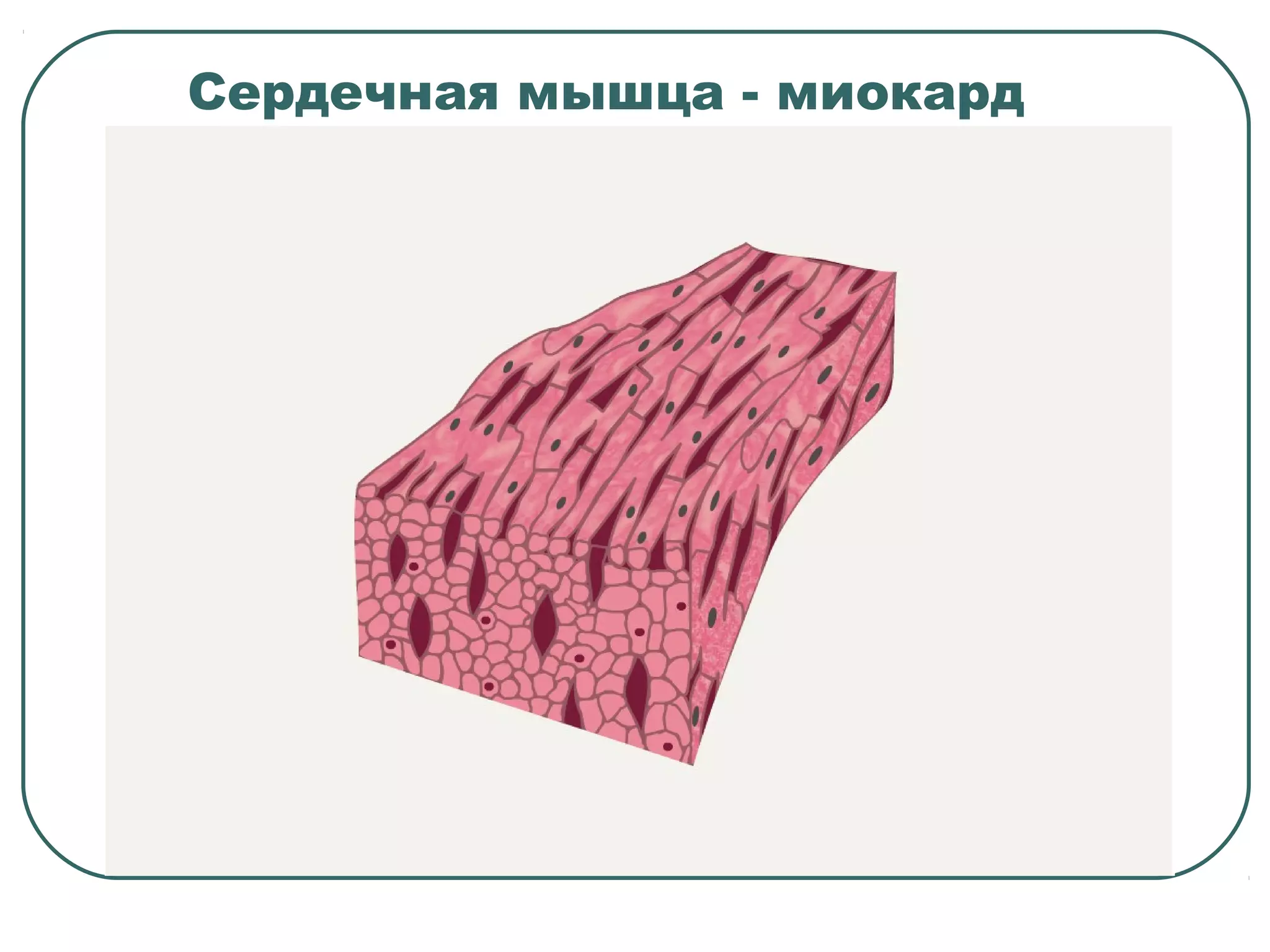 Сердечная мышца - миокард
 