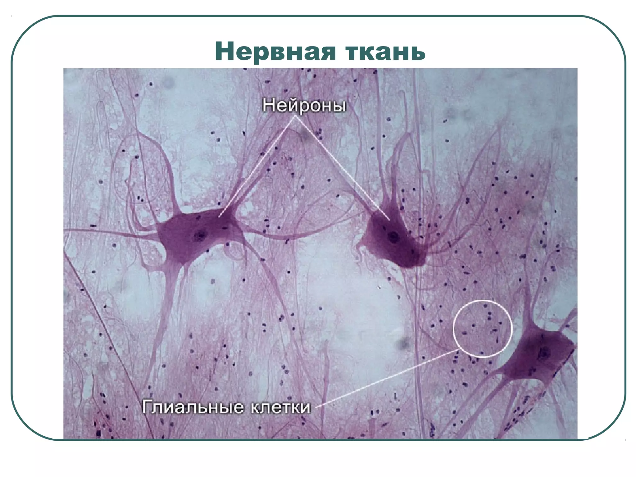 Нервная ткань
 