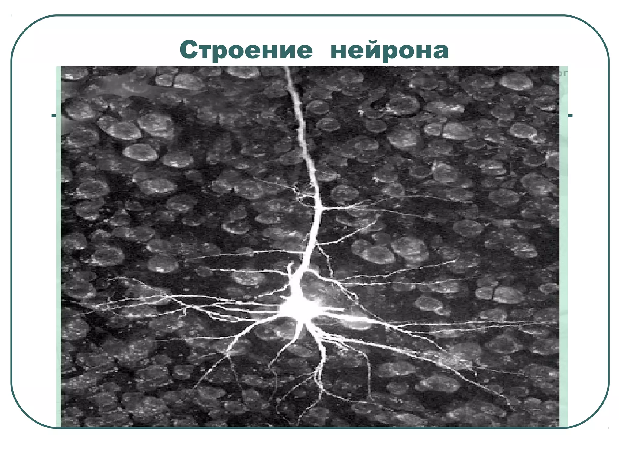 Строение нейрона
 