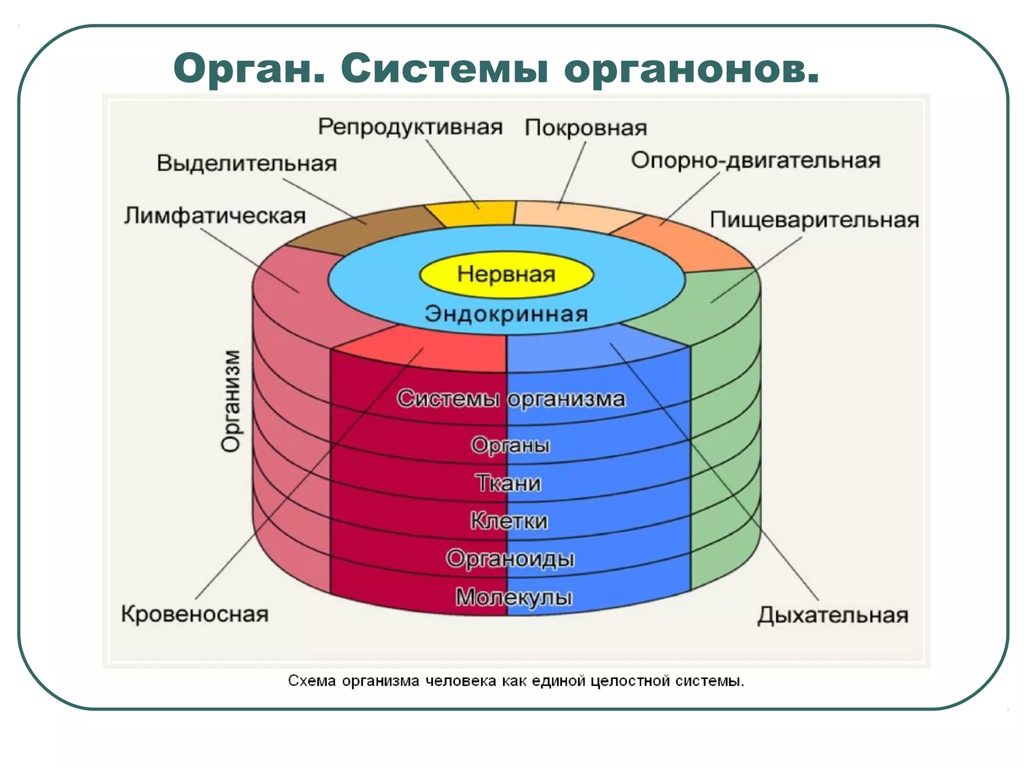 Орган. Системы органонов.
 