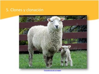 5. Clones y clonación
Procedencia de la imagen
 