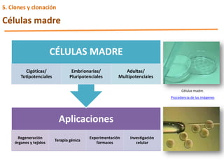 Células madre.
Procedencia de las imágenes
Aplicaciones
Regeneración
órganos y tejidos
Terapia génica
Experimentación
fármacos
Investigación
celular
CÉLULAS MADRE
Cigóticas/
Totipotenciales
Embrionarias/
Pluripotenciales
Adultas/
Multipotenciales
5. Clones y clonación
Células madre
 