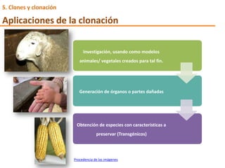 Investigación, usando como modelos
animales/ vegetales creados para tal fin.
Generación de órganos o partes dañadas
Obtención de especies con características a
preservar (Transgénicos)
Procedencia de las imágenes
5. Clones y clonación
Aplicaciones de la clonación
 