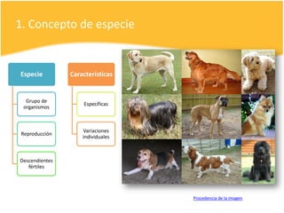 1. Concepto de especie
Procedencia de la imagen
Especie
Grupo de
organismos
Reproducción
Descendientes
fértiles
Características
Específicas
Variaciones
individuales
 