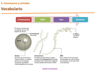 3. Cromosoma y cariotipo
Vocabulario
Cromosoma ADN Gen Genoma
Acceder a la animación
 