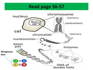 Read page 56-57
Nitrogenous
base
 