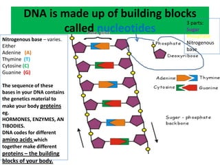 DNA is made up of building blocks
called nucleotides
3 parts:
Sugar
Phosphate
Nitrogenous
base
Nitrogenous base – varies.
Either
Adenine (A)
Thymine (T)
Cytosine (C)
Guanine (G)
The sequence of these
bases in your DNA contains
the genetics material to
make your body proteins
eg.
HORMONES, ENZYMES, AN
TIBODIES.
DNA codes for different
amino acids which
together make different
proteins – the building
blocks of your body.
 