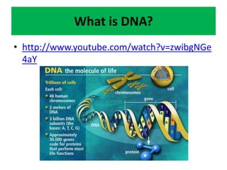 What is DNA?
• http://www.youtube.com/watch?v=zwibgNGe
4aY
 