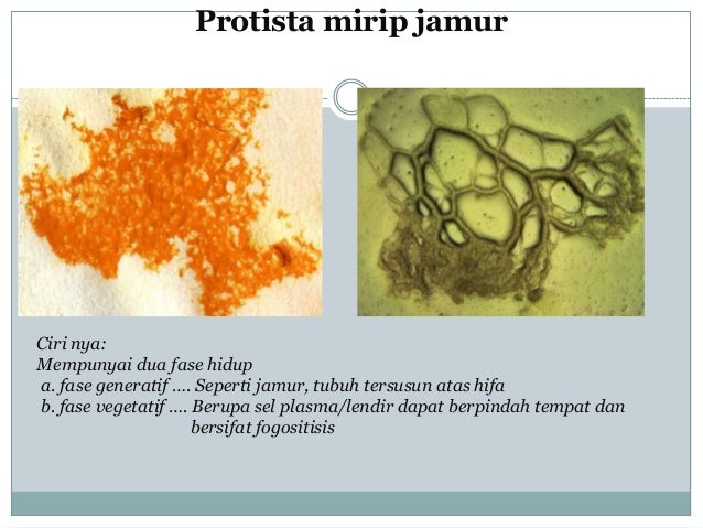 Biologi Protista