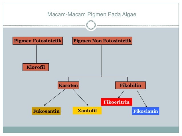 Biologi Protista