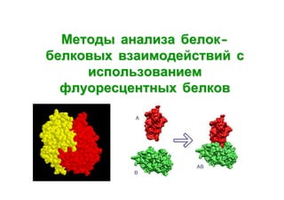Методы анализа белокбелковых взаимодействий с
использованием
флуоресцентных белков

 