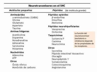 (de molécula grande)

La función del
neurotransmisor
(excitatorio o
inhibitorio) depende
de las propiedades de
los receptores.

 
