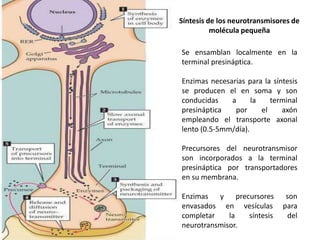 Síntesis de los neurotransmisores de
molécula pequeña
Se ensamblan localmente en la
terminal presináptica.
Enzimas necesarias para la síntesis
se producen el en soma y son
conducidas
a
la
terminal
presináptica
por
el
axón
empleando el transporte axonal
lento (0.5-5mm/día).
Precursores del neurotransmisor
son incorporados a la terminal
presináptica por transportadores
en su membrana.
Enzimas y precursores
envasados en vesículas
completar
la
síntesis
neurotransmisor.

son
para
del

 