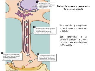 Síntesis de los neurotransmisores
de molécula grande

Se ensamblan y encapsulan
en vesículas en el soma de
la célula.

Son conducidas a la
terminal sináptica a través
de transporte axonal rápido
(400mm/día).

 