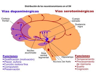 Distribución de los neurotransmisores en el SN

 