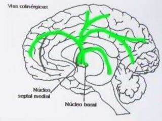 2. neurotransmisión