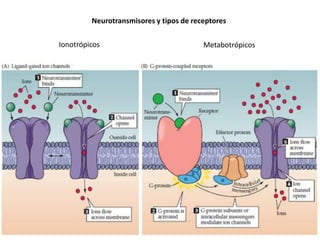 Neurotransmisores y tipos de receptores
Ionotrópicos

Metabotrópicos

 