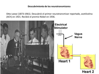 Descubrimiento de los neurotransmisores
Otto Loewi (1873-1961). Descubrió el primer neurotransmisor reportado, acetilcolina
(ACh) en 1921. Recibió el premio Nobel en 1936.

 