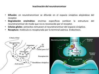 Inactivación del neurotransmisor
• Difusión: en neurotransmisor se difunde en el espacio sináptico alejándose del
receptor.
• Degradación enzimática: enzimas específicas cambian la estructura del
neurotransmisor de modo que no es reconocido por el receptor.
• Células gliales: astrocitos remueven el neurotransmisor del espacio sináptico.
• Recaptura: molécula es recapturada por la terminal axónica. Endocitosis.

 