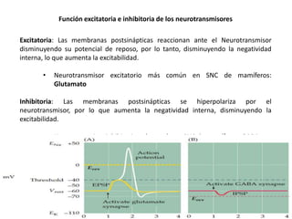 Función excitatoria e inhibitoria de los neurotransmisores
Excitatoria: Las membranas postsinápticas reaccionan ante el Neurotransmisor
disminuyendo su potencial de reposo, por lo tanto, disminuyendo la negatividad
interna, lo que aumenta la excitabilidad.
•

Neurotransmisor excitatorio más común en SNC de mamíferos:
Glutamato

Inhibitoria: Las membranas postsinápticas se hiperpolariza por el
neurotransmisor, por lo que aumenta la negatividad interna, disminuyendo la
excitabilidad.
•

Neurotransmisor inhibitorio más común en SNC de mamíferos: GABA

 