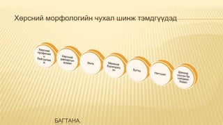 Хөрсний морфологийн чухал шинж тэмдгүүдэд

БАГТАНА.

 