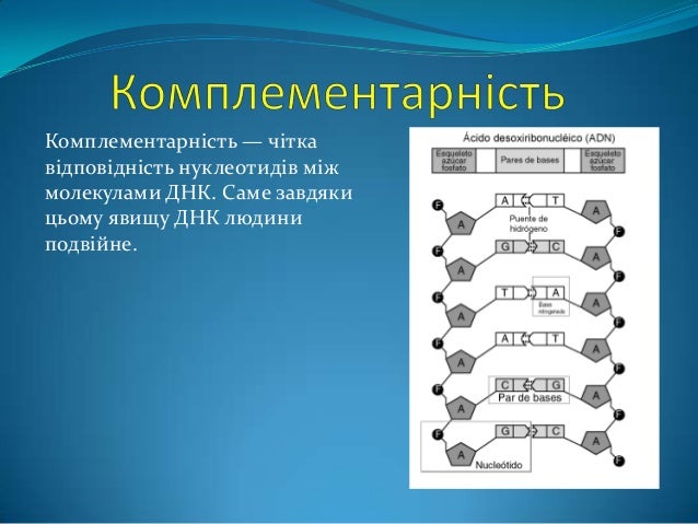 Генетичний код