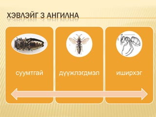 ХЭВЛЭЙГ 3 АНГИЛНА

суумтгай

дүүжлэгдмэл

иширхэг

 