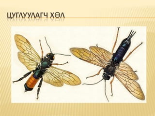 ЦУГЛУУЛАГЧ ХӨЛ

 