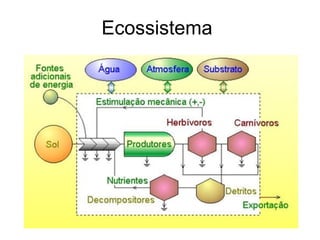 Ecossistema

 