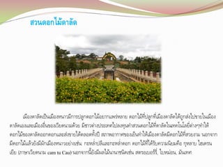 สวนดอกไม้ดาลัด

เมืองดาลัดเป็นเมืองหนาวมีการปลูกดอกไม้อยากแพร่หลาย ดอกไม้ที่ปลูกที่เมืองดาลัดได้ถูกส่งไปขายในเมือง
ดาลัดเองและเมืองอื่นของเวียดนามด้วย มีชาวต่างประเทศไปลงทุนท้าสวนดอกไม้ที่ดาลัดในเทคโนโลยี่ต่างๆท้าให้
ดอกไม้ของดาลัดออกดอกและส่งขายได้ตลอดทั้งปี สภาพอากาศของเย็นท้าให้เมืองดาลัดมีดอกไม้ที่สวยงาม นอกจาก
มีดอกไม้แล้วยังมีผักเมืองหนาวอย่างเช่น: กะหล่้าปลีและกะหล่้าดอก ดอกไม้ที่ได้รับความนิยมคือ กุหลาบ ไฮเดรน
เยีย (ภาษาเวียดนาม cam tu Cau) นอกจากนี้ยังมีผลไม้นานาชนิดเช่น สตรอเบอร์ร,ี่ ใบหม่อน, มันเทศ

 