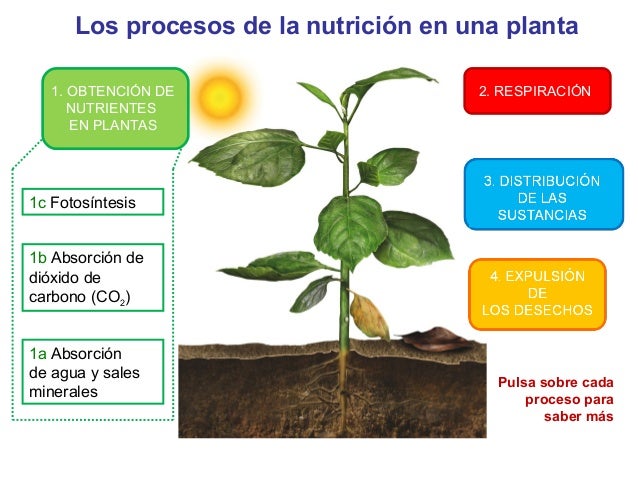 Resultado de imagen de NUTRICION DE LAS PLANTAS