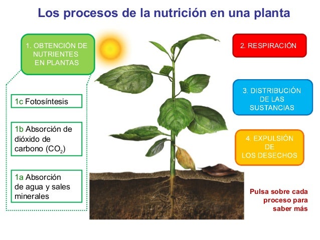 LA NUTRICIÓN EN LAS PLANTAS