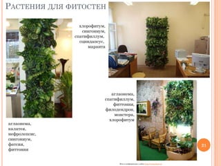 РАСТЕНИЯ ДЛЯ ФИТОСТЕН
хлорофитум,
сингониум,
спатифиллум,
сциндапсус,
маранта

аглаонема,
калатея,
нефролепсис,
сингониум,
фатсия,
фиттония

аглаонема,
спатифиллум,
фиттония,
филодендрон,
монстера,
хлорофитум

21

Фото и информация с сайта http://verticalsad.ru/

 