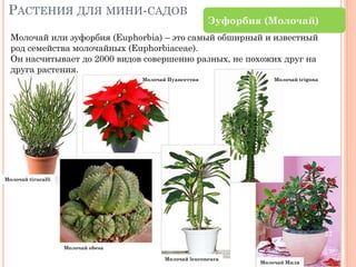 РАСТЕНИЯ ДЛЯ МИНИ-САДОВ

Эуфорбия (Молочай)

Молочай или эуфорбия (Euphorbia) – это самый обширный и известный
род семейства молочайных (Euphorbiaceae).
Он насчитывает до 2000 видов совершенно разных, не похожих друг на
друга растения.
Молочай Пуансеттия

Молочай trigona

Молочай tirucalli

27
Молочай obesa
Молочай leuconeura

Молочай Миля

 