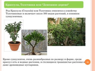 Крассула, Толстянка или "Денежное дерево"
Род Крассула (Crassula) или Толстянка относится к семейству
Толстянковые и включает около 300 видов растений, в основном
суккулентных.

Кроме суккулентов, очень разнообразных по размеру и форме, среди
крассул есть и водные растения, и стелющиеся травянистые растения и
даже древовидные кустарники.

28

 
