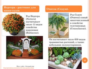 Нертера - растение для
мини-садов
Род Нертера
(Nertera)
насчитывает
около 13 видов
семейства
мареновых
(Rubiaceae).

Очиток (Седум).
Род Седум
(Очиток) самый
многочисленный
в семействе
толстянковых
(Crassulaceae).

Он насчитывает около 600 видов
травянистых растений, а также
небольших полукустарников.

29
Фото с сайта «Зеленый дом»
http://greendom.net/articles/123-mini-garden1.html

 