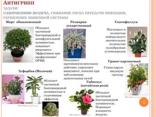 АНТИГРИПП
ЗАДАЧИ:
ОЗДОРОВЛЕНИЕ ВОЗДУХА, СНИЖЕНИЕ РИСКА ПЕРЕДАЧИ ИНФЕКЦИИ,

УКРЕПЛЕНИЕ ИММУННОЙ СИСТЕМЫ
Мирт обыкновенный
Розмарин
Спатифиллум
лекарственный
Фото с сайта http://5sadov.ru
Обладает
Поглощает и
частичной
полностью
бактерицидной и
нейтрализует
антифунгальной
значительное
активностью,
количество
повышает
газообразных
иммунитет.
углеводородов
Эффективен при
профилактике
Оказывает
ОРВИ.
Гранат карликовый
противовосполительное
действие, укрепляет
Стимулирует
иммунитет, показан при
имунную
Эуфорбия (Молочай)
заболеваниях
систему
дыхательных путей
обладает
Гибискус
частичной
(китайская роза)
бактерицидной
активностью и
Обладает
седативным
частичной
Фото с сайта http://forum.in-ku.com
эффектом
бактерицидной
3
активностью,
Фото с сайта http://greendom.net
Повышает
влажность
Фото с сайта http://femininesite.ru
воздуха.

 