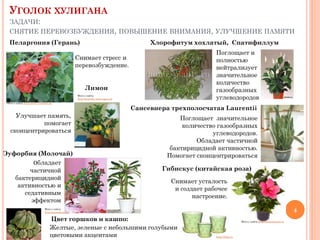 УГОЛОК ХУЛИГАНА
ЗАДАЧИ:
СНЯТИЕ ПЕРЕВОЗБУЖДЕНИЯ, ПОВЫШЕНИЕ ВНИМАНИЯ, УЛУЧШЕНИЕ ПАМЯТИ
Пеларгония (Герань)

Хлорофитум хохлатый, Спатифиллум
Поглощает и
полностью
нейтрализует
значительное
количество
газообразных
углеводородов

Снимает стресс и
перевозбуждение.
Лимон
Фото с сайта
http://projekty.zseis.zgora.pl
Фото с сайта http://www.vashsad.ua

Улучшает память,
помогает
сконцентрироваться
Эуфорбия (Молочай)
обладает
частичной
бактерицидной
активностью и
седативным
эффектом

Сансевиера трехполосчатая Laurentii
Поглощает значительное
количество газообразных
углеводородов.
Обладает частичной
бактирицидной активностью.
Помогает сконцентрироваться
Гибискус (китайская роза)
Снимает усталость
и создает рабочее
настроение.
4

Фото с сайта
http://greendom.net

Цвет горшков и кашпо:
Желтые, зеленые с небольшими голубыми
цветовыми акцентами

Фото с сайта http://femininesite.ru

http://59sp.ru

 