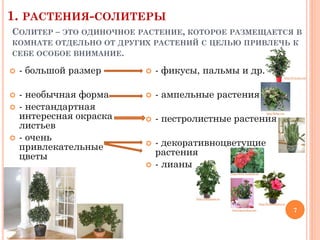 1. РАСТЕНИЯ-СОЛИТЕРЫ
СОЛИТЕР – ЭТО ОДИНОЧНОЕ РАСТЕНИЕ, КОТОРОЕ РАЗМЕЩАЕТСЯ В
КОМНАТЕ ОТДЕЛЬНО ОТ ДРУГИХ РАСТЕНИЙ С ЦЕЛЬЮ ПРИВЛЕЧЬ К
СЕБЕ ОСОБОЕ ВНИМАНИЕ.


- большой размер



- фикусы, пальмы и др.
http://kvitnik.com






- необычная форма
- нестандартная
интересная окраска
листьев
- очень
привлекательные
цветы



- ампельные растения
http://blog.i.ua





- пестролистные растения
- декоративноцветущие
растения
- лианы
http://www.vashsad.ua

http://tipsplants.ru

http://femininesite.ru
http://greendom.net

http://nestandart.com.ua

http://earth-chronicles.ru

7

 