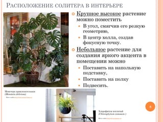 РАСПОЛОЖЕНИЕ СОЛИТЕРА В ИНТЕРЬЕРЕ


Крупное высокое растение
можно поместить
В угол, смягчив его резкую
геометрию,
 В центр холла, создав
фокусную точку.




Небольшое растение для
создания яркого акцента в
помещении можно
Поставить на напольную
подставку,
 Поставить на полку
 Подвесить.


Монстера привлекательная
(Monstera deliciosa)
Фото с сайта http://www.nature-home.ru/

8
Хлорофитум хохлатый
(Chlorophytum comosum )
Фото с сайта http://sto-kvadratov.ru

 