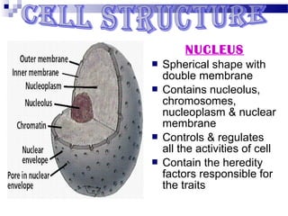 NUCLEUS






Spherical shape with
double membrane
Contains nucleolus,
chromosomes,
nucleoplasm & nuclear
membrane
Controls & regulates
all the activities of cell
Contain the heredity
factors responsible for
the traits

 