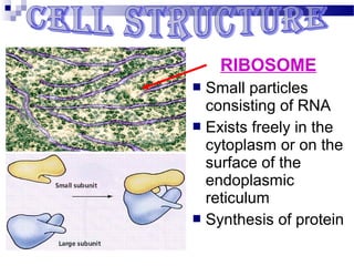 RIBOSOME
Small particles
consisting of RNA
 Exists freely in the
cytoplasm or on the
surface of the
endoplasmic
reticulum
 Synthesis of protein


 