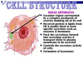 








GOLGI APPARATUS
Vacuolar region surrounded
by a complex meshwork of
vesicles budding off at its end
Received protein & lipids from
ER & modify them to form
specific secretion such as
enzymes & hormones
Pack the secretions formed
into secreting vesicles &
transport them to plasma
membrane to be secreted
Controls the secretory activity
of cells
Formation of lysosomes

 