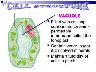 VACUOLE
Filled with cell sap,
surrounded by semipermeable
membrane called the
tonoplast
 Contain water, sugar
& dissolved minerals
 Maintain turgidity of
cells in plants


 