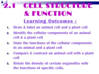 2.1

CELL STRUCTURE
& FUNCTION
Learning Outcomes :

1.
2.
3.
4.
5.

Draw & label an animal cell and a plant cell
Identify the cellular components of an animal
cell & a plant cell
State the functions of the cellular components
in an animal and a plant cell
Compare & contrast an animal cell with a plant
cell
Relate the density of certain organelles with
the functions of specific cells.

 