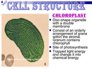 CHLOROPLAST







Disc-shape organelle
with a double
membrane
Consist of an orderly
arrangement of grana
within the stroma.
Granum contains
chlorophyll
Site of photosynthesis
Trapped light energy
and change it into
chemical energy

 