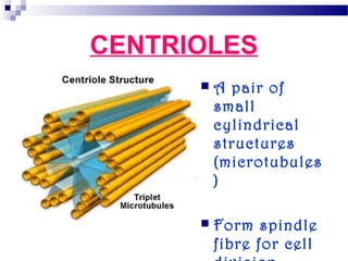 CENTRIOLES


A pair of
small
cylindrical
structures
(microtubules
)



Form spindle
fibre for cell

 